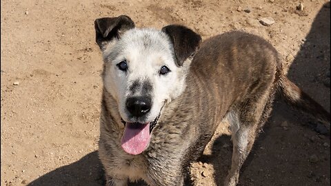 Watch this amazing rescued 15-year-old dog acting like a youngster!