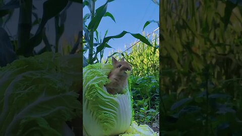 The little rabbit is eating cabbage in the cabbage nest. Cute pet debut plan. Dog