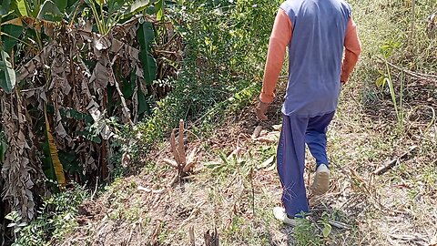 Pulling Out a Giant Cassava! 😱