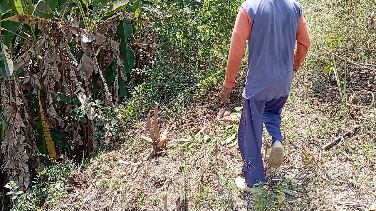 Pulling Out a Giant Cassava! 😱