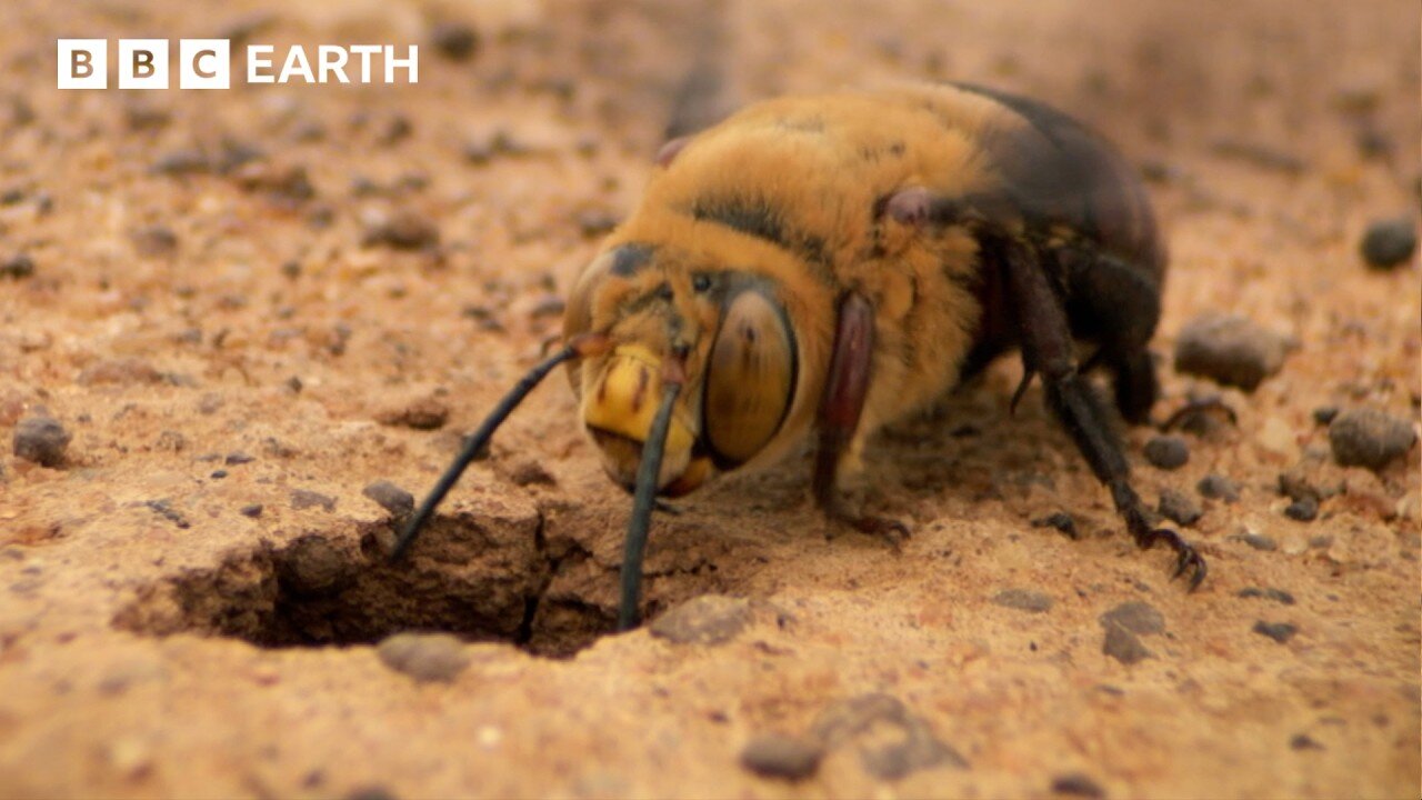 Nature's Most Violent Mating Ritual | Natural Born Rebels | BBC Earth