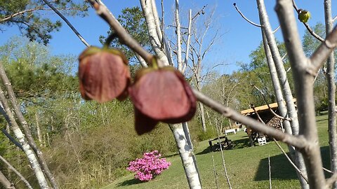 Paw Paws Starting to fruit