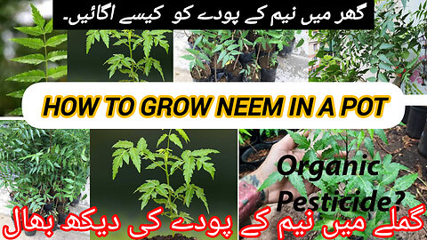 HOW TO GROW NAEEM PLANTS ☘️☘️ AMAZING GROWTH 💹 BY NOW BUT