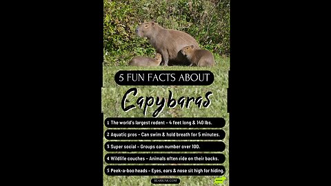 5 Fun Facts About Capybaras #AnimalLovers #WildlifeFacts