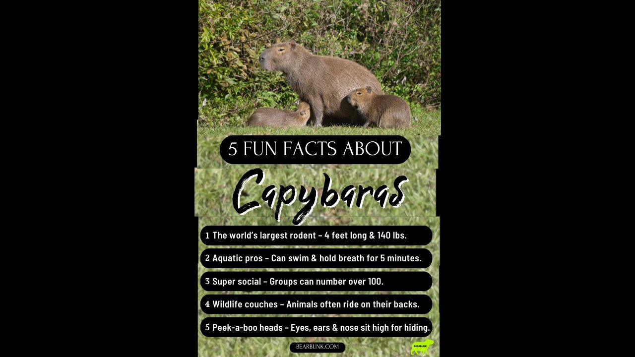 5 Fun Facts About Capybaras #AnimalLovers #WildlifeFacts
