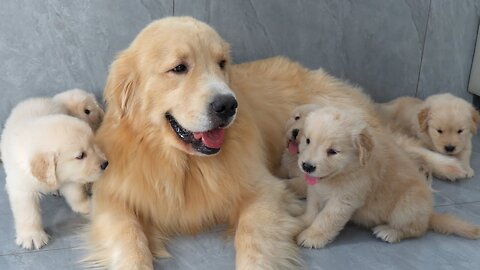 The Golden Retriever's father takes care of the puppies