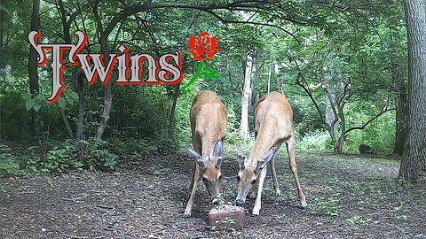 The Twins will be nice looking Bucks if the flies dont eat them alive first!