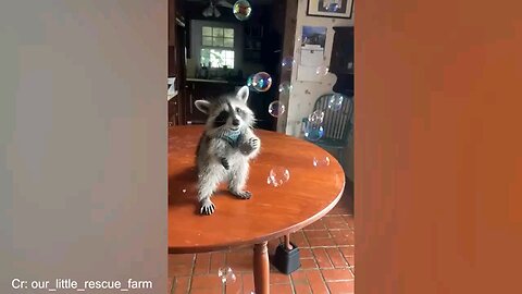 funniest animal videos of 2025😂😂🤣