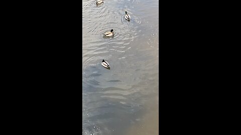 Mallard Ducks 🦆 #mallardducks #duck #ducks #swimming #followme #shorts #trending #viral