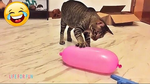 Funny videos - CATS 😂 Funny cats, cat jokes that will make you cry with laughter