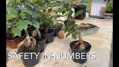 Safety in Numbers