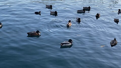 I’ve recorded Both The Mallard Ducks 🦆 and Coots swimming Today on November 24 2025