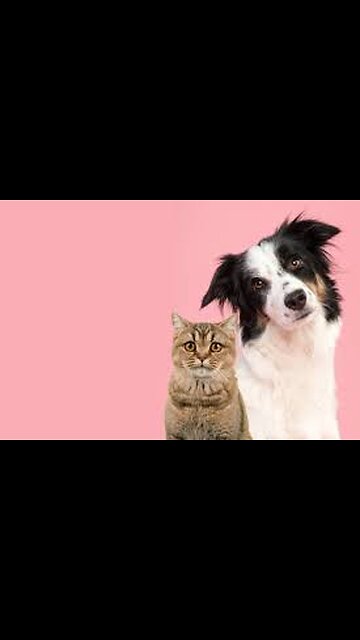 funny animals #funny #top #animals #short #viral #fun #park #man #fail #tiger