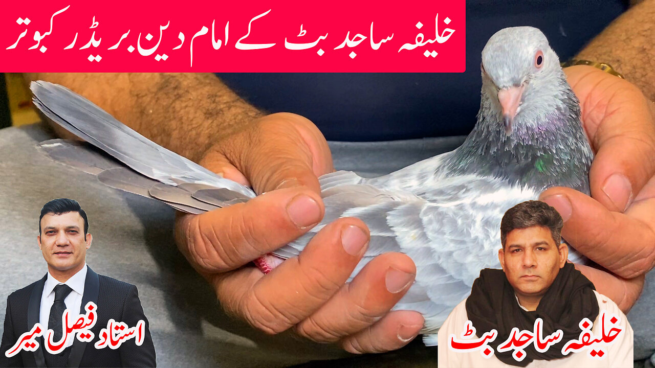 Outclass Breeder Pigeons Of Khalifa Sajid Butt || Last Part || Watch In HD Urdu/Hindi