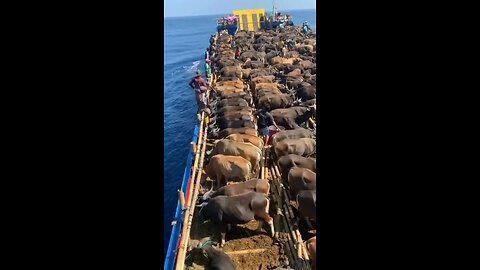 🐂 A scene of cattle being transported in an Asian country