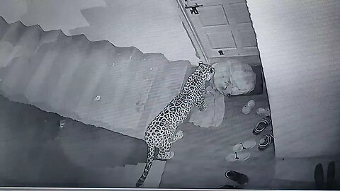 Leopard attacks neighbours dog (cc camra)