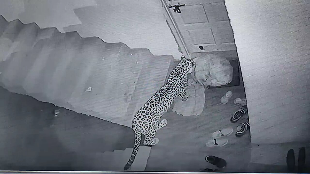 Leopard attacks neighbours dog (cc camra)