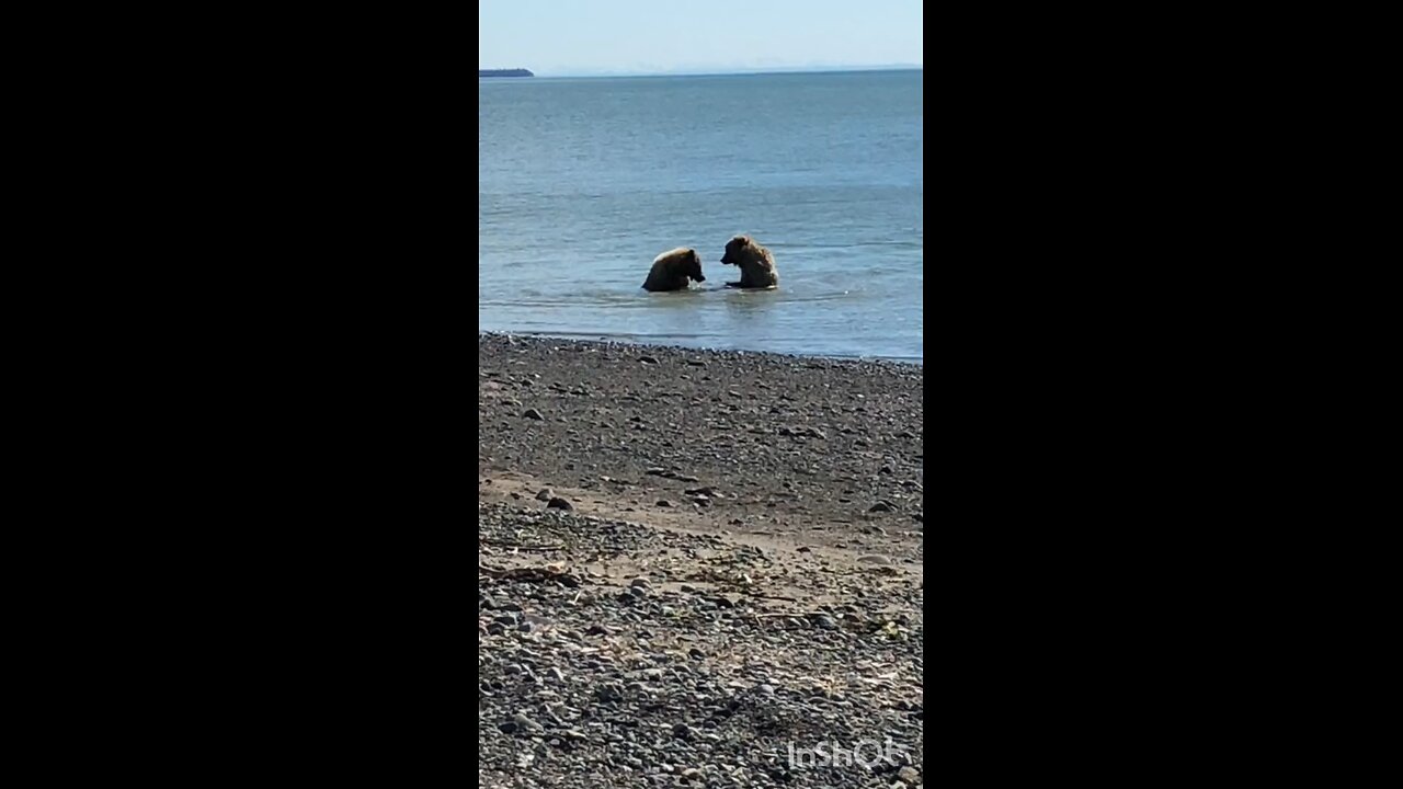enjoy bear##bearsπππ»π»