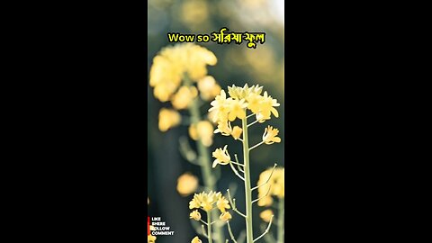 wow so Beautiful ❤️