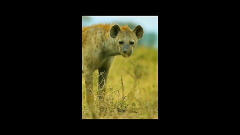 Hunt for survival || Leopard hunting to feed the cubs