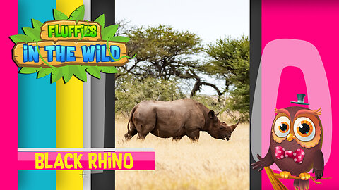 Fluffies in the Wild - Black Rhino