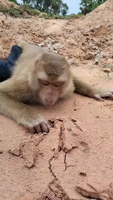 Amazing Best SokYalla, OG, Pao & Mom Are Famous Job Best SokYaa, OG, Pao & Mom Are Famous Around Th