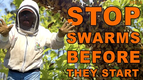Stop a Swarm Before It Starts | I fight to keep the bees in their box whil the queens are delayed.