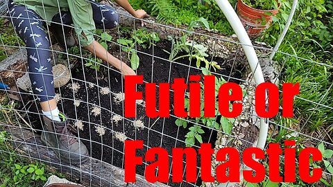 Sunflowers & Beets & More