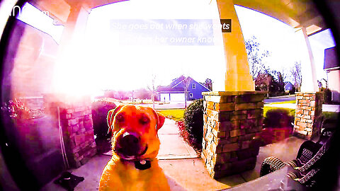 Neighbor dog stories
