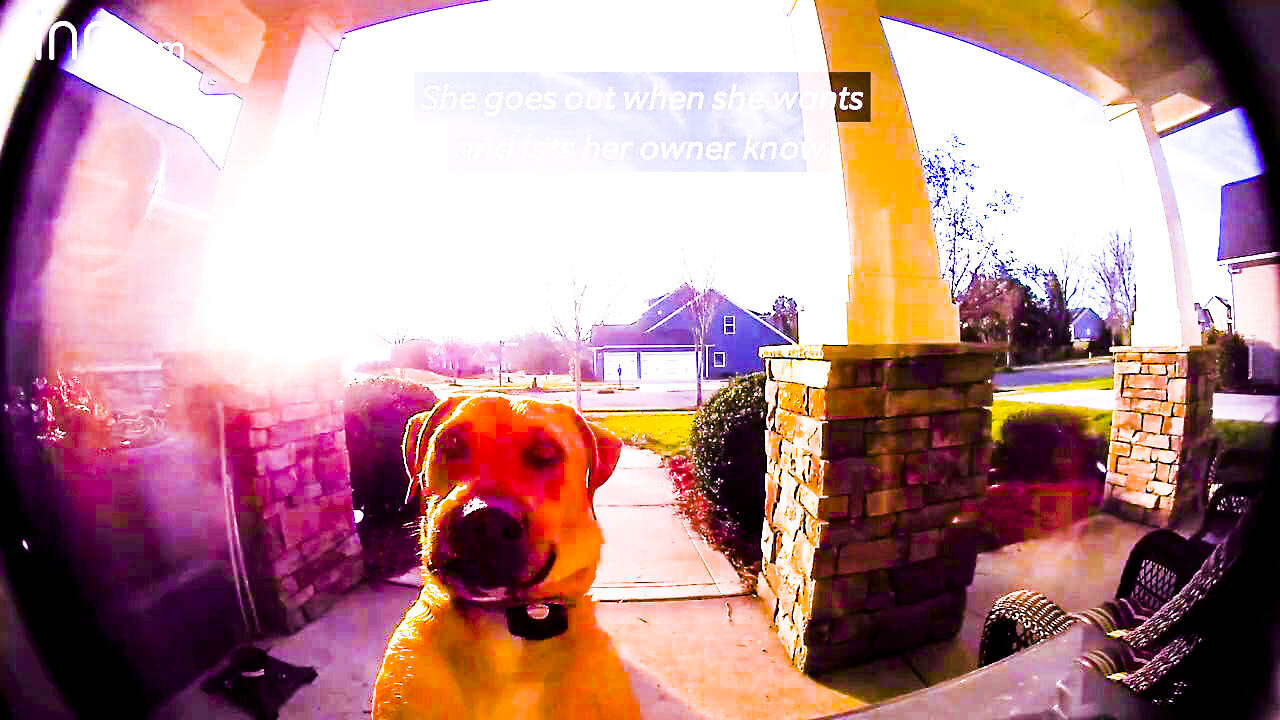 Neighbor dog stories
