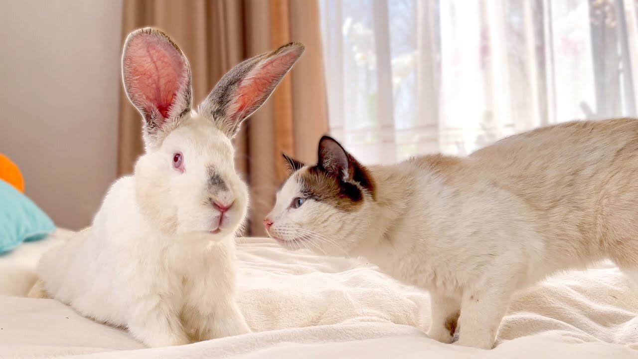 Funny Cat Reaction to Giant Rabbit