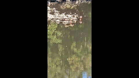 Ducks on Rocks