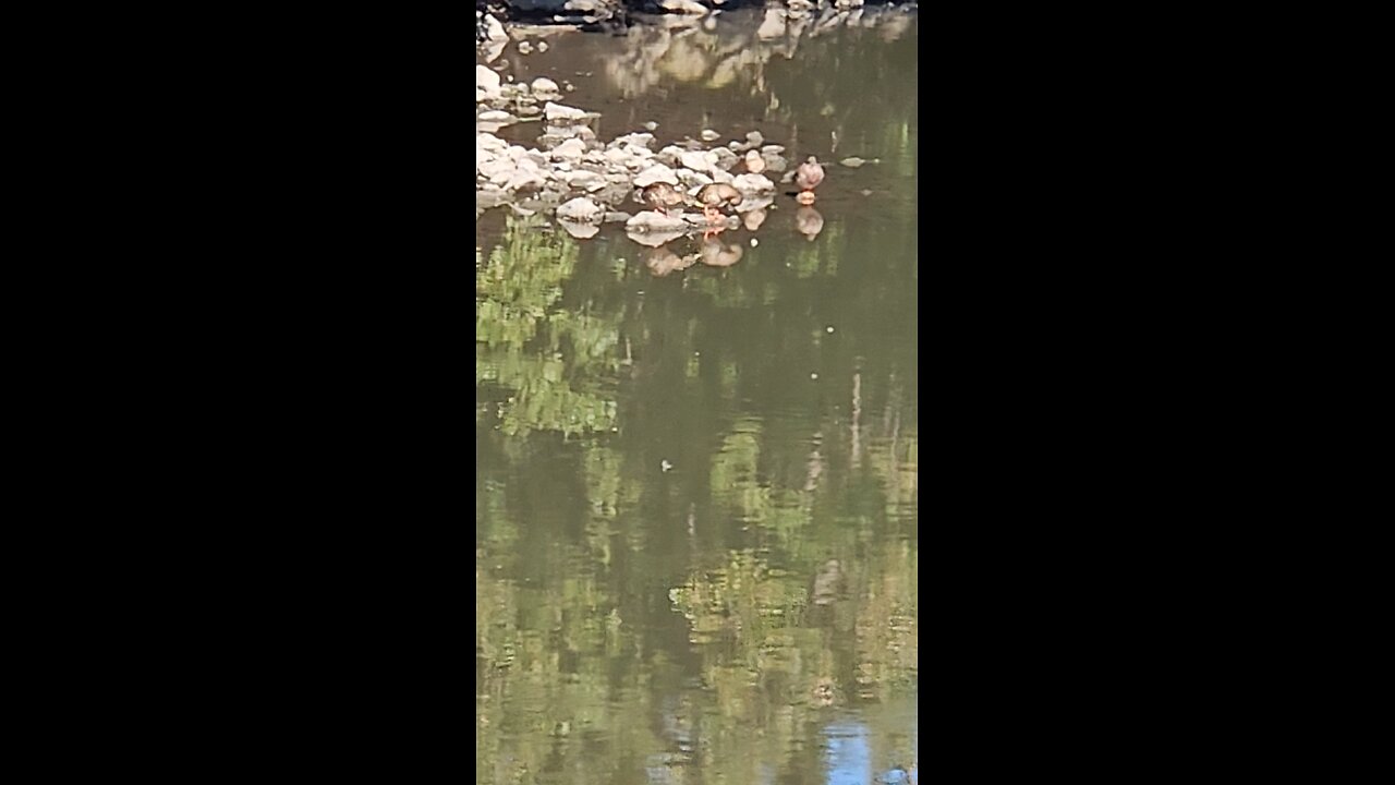 Ducks on Rocks
