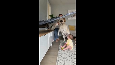 Omg 😱 😱😱dog save children