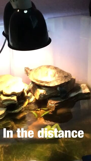 In The Distance music video original song written for my released turtle