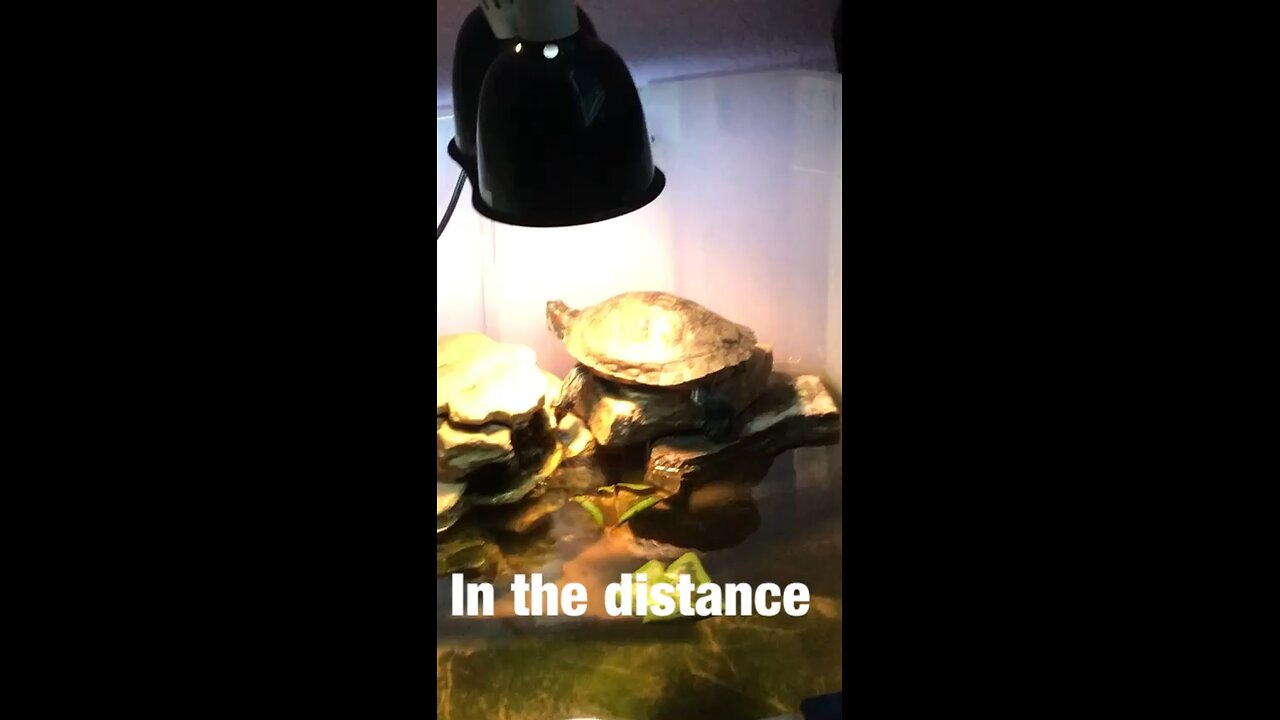 In The Distance music video original song written for my released turtle
