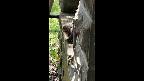 Baby Owl On Our Stoop