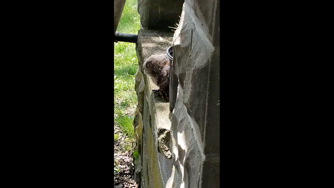 Baby Owl On Our Stoop