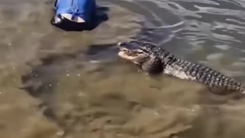 Florida lady jumps into alligator infested pond --Totally Insane!!! FEARLESS!!!