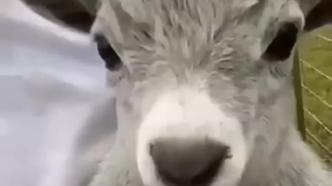 Some funny animals you would see!
