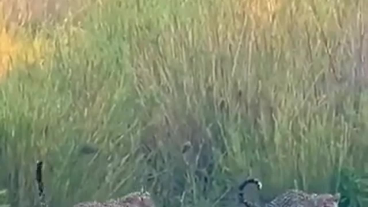 🤯🔥 You Won't Believe Who Wins: HB vs Leopards! | FeedMyCuriosity