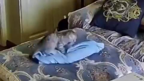 😴🛋️ The Most EPIC Sleeping Bed EVER! | FunFM