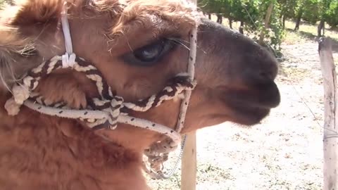 Salta l. - Cafayate, Bodega (Argentina)