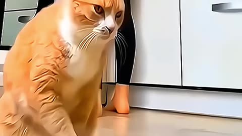This Cat Family Will Make You Laugh! 😂🐱