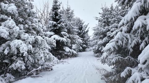 Relaxing Snow Walk in Natural Winter Wonderland