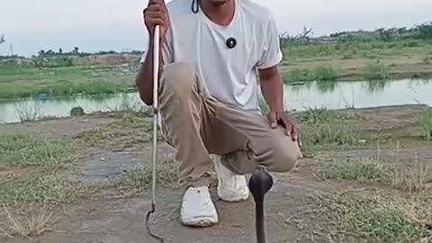 "Encounter with a Dangerous Black Cobra: Complete Details on Its Bite and Venom"