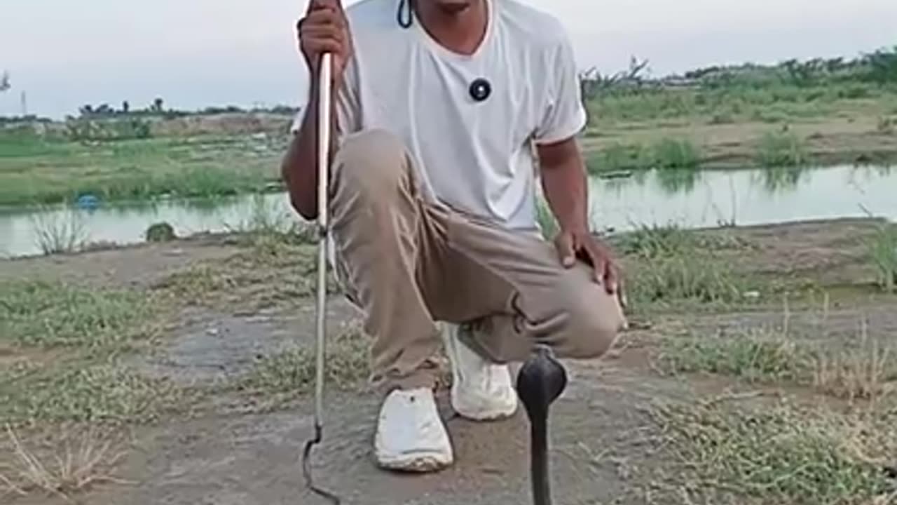 "Encounter with a Dangerous Black Cobra: Complete Details on Its Bite and Venom"