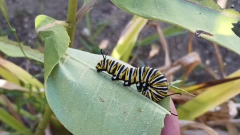Monarch Butterfly Caterpillar