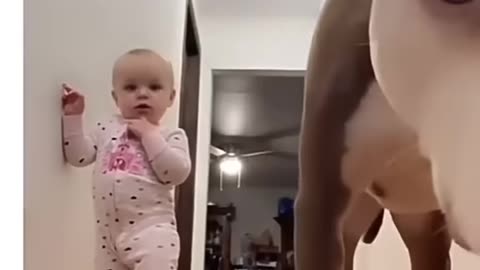 Funny Animal Videos