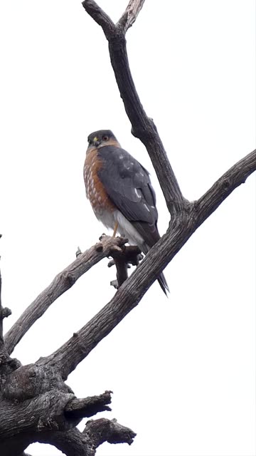 Sharp-shinned Hawk🪶Eyes Of A Hunter